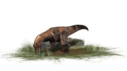 Raptor Velociraptor dinosours - isolated on white background