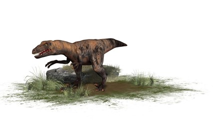 Raptor Velociraptor dinosours - isolated on white background