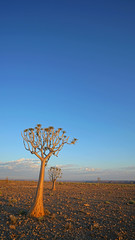 Quiver Tree in Fish River, Namibia