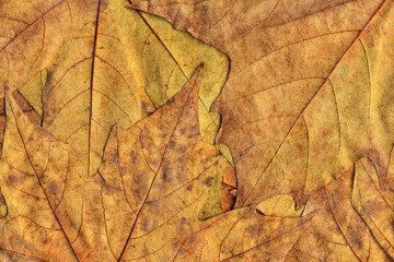 Autumn Dry Maple Leaves Background Texture