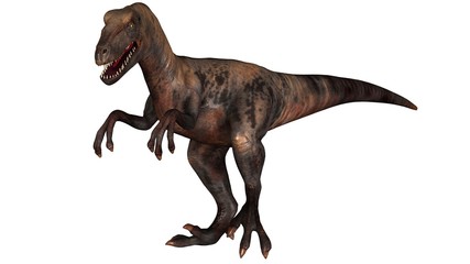 Raptor Velociraptor dinosours - isolated on white background