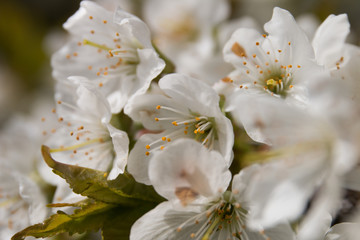 Kirschblüten I