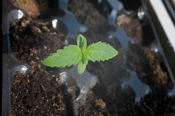 Small green sprout marijuana medicinal