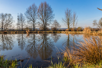 Tree reflections