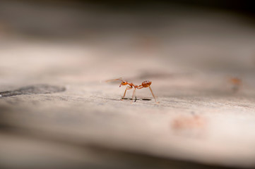 macro red ant