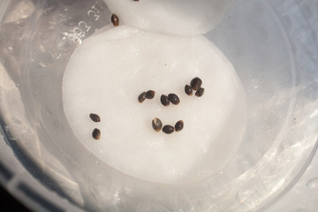Germinated cannabis seeds Hovering Hemp Seeds Germinating