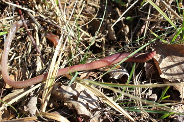 Ein Regenwurm kriecht durch das Gras einer Wiese