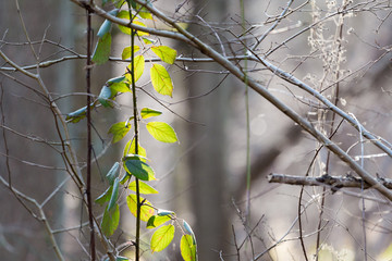 Green Leaves In A Bare Woodland