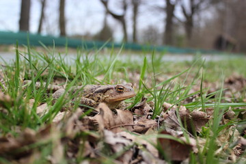 Krötenwanderung: Erdkröte (Bufo bufo) neben einer Straße