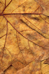 Autumn Dry Maple Leaves Backdrop Grunge Texture