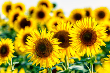 Round yellow sunflowers bloom on the field at sunset. Beautiful natural sunflower backrgound