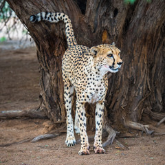 Cheetah in Kalahari desert, Namibia