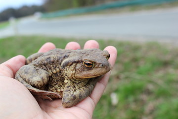 Fototapeta premium Krötenwanderung: Eine Erdkröte vor einer Straße