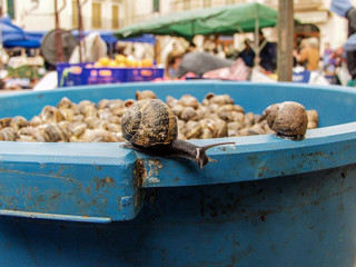 Schnecke auf der Flucht