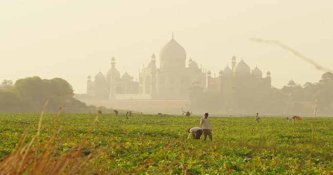 Kakri (Indian Cucumber), and Ghiya (Bottle Gourd) farmers work with the Taj Mahal