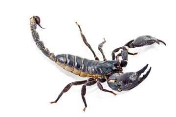 scorpion.