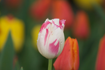 Tulips Yellow Red Multi colors