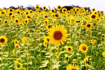 Obraz premium 長崎鼻のひまわり