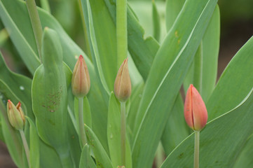 Tulips Budding