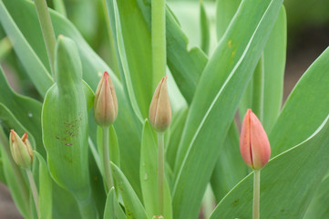 Tulips Budding