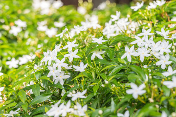 Abstract background of white flowers, bush of Sampaguita Jasmine.
