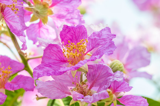 Abstract blur of purple flowers, Lagerstroemia speciosa, Pride of India.