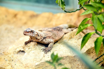 lizard lizard on a rock