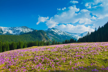 Crocuses meadow and the Mountains. Tatra Mountains in Poland