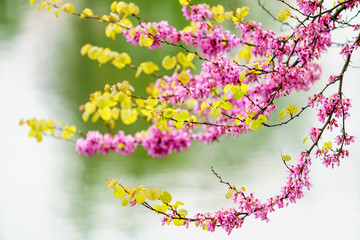 spring branch. Spring blossom background. beautiful nature scene