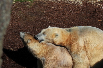 Eisbären bei der Paarung in einem Zoo