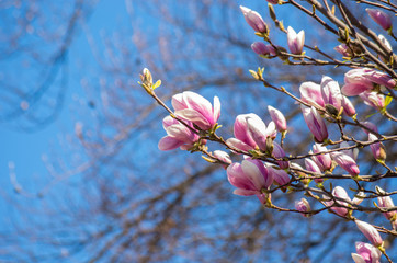 Magnolia flowers on natural blurred background.