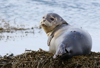 Leopard seal resting on seaweed, animals of iceland