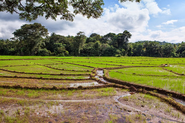 Рисовые поля острова Шри-Ланка.