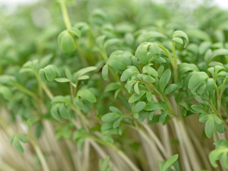 Gartenkresse, Lepidium sativum