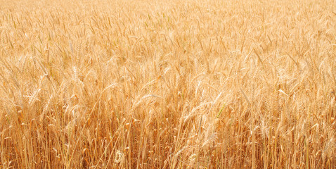 Wheat field, wheat background