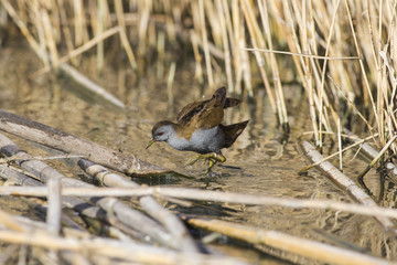 Crake in the pond
