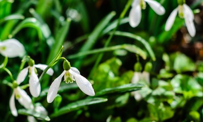 First snowdrops in a forest on spring