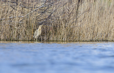 Bittern in the pond in Italy