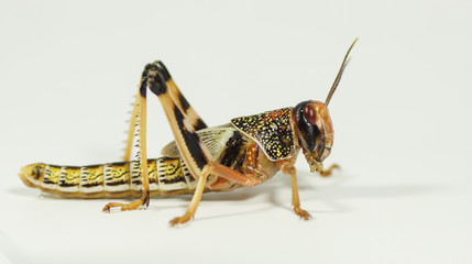 Heuschrecke