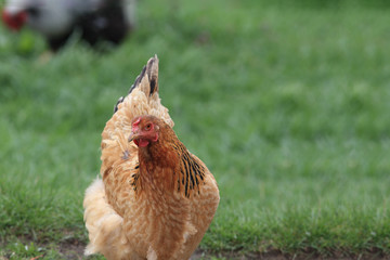 Sparrow on a branch of a blossoming peach