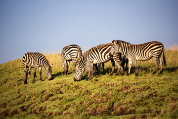Fototapeta na wymiar Zebras grazing in Ngorongoro, Tanzania