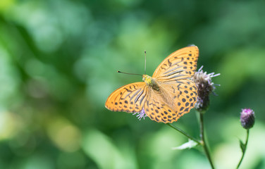Kaisermantel - Schmetterling