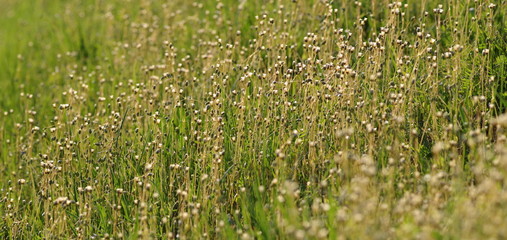 poranna rosa na trawie © Henryk Niestrój