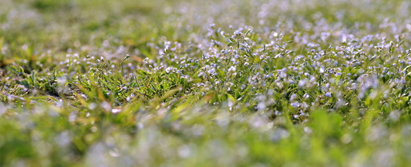 poranna rosa na trawie © Henryk Niestrój