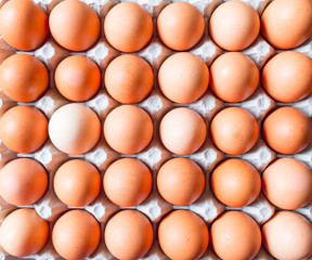 Close up of Brown Eggs