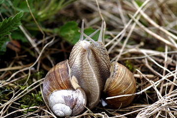 winniczek © Henryk Niestrój