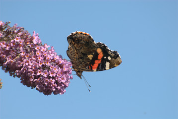 Admiral auf Blume © MEISTERFOTO