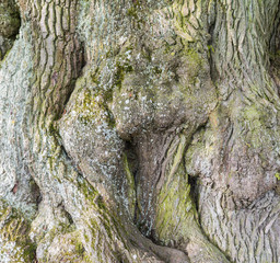 Baum mit schöner Struktur