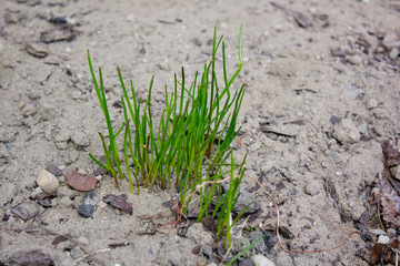 chives growing in the ground 
