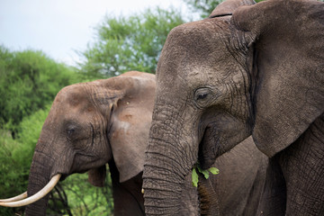Fototapeta na wymiar Elephants close up